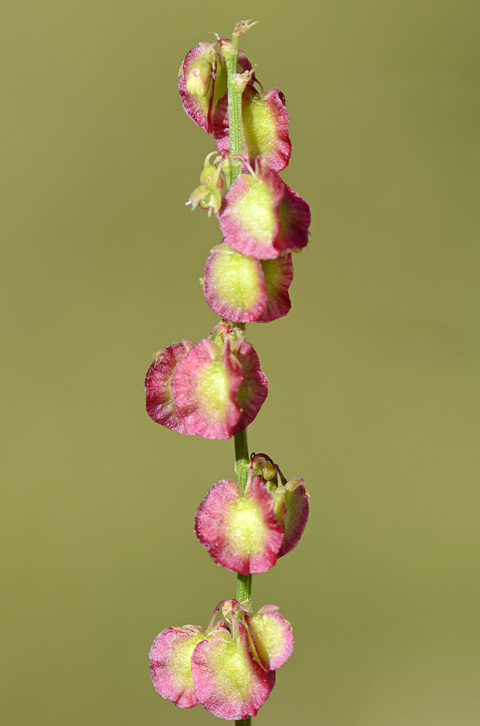 Rumex scutatus / Romice scudato